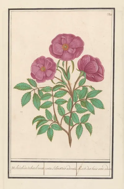 Wilde Roos Rosa Welriekende Bosch Roose Rosa Silverstris Adorata Rose Des Bois Avec Odeur