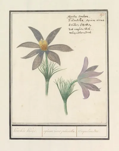 Wildemanskruid Pulsatilla Vulgaris Keucken Kruijd Apium Risus Pulsatilla Coquelourdes