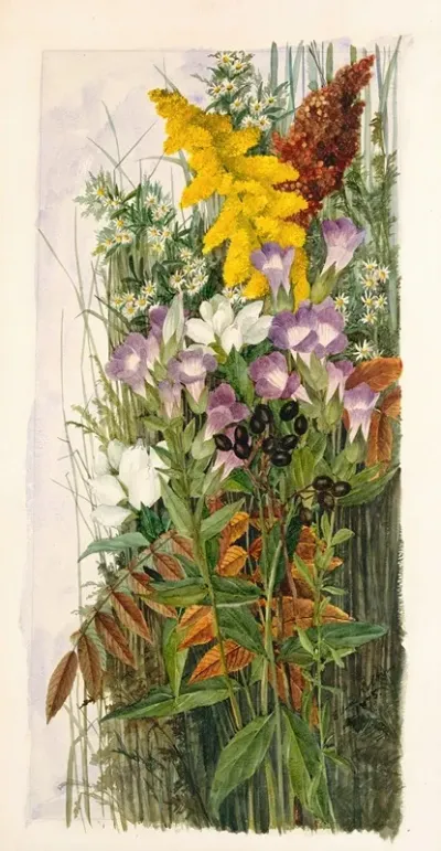 Wildflowers 2