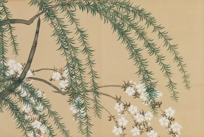 Willow And Cherry Yanagizakura