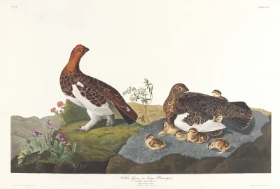 Willow Grous Or Large Ptarmigan