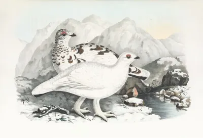 Willow Grouse