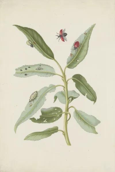 Willow Leaves With Poplar Leaf Beetle Eggs And Larvae