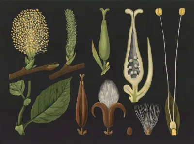 Willow Salix Caprea