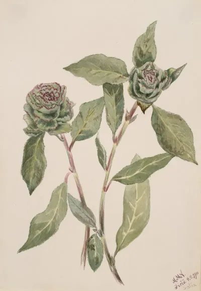 Willow Salix
