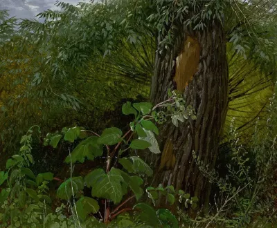 Willow Trunk With Undergrowth