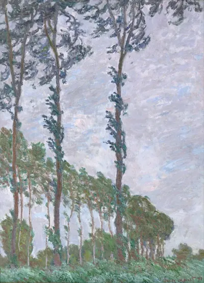 Wind Effect Series Of The Poplars