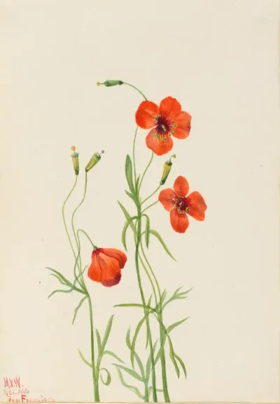 Wind Poppy Stylomecon Heterophylla