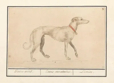 Windhond Canis Lupus Familiaris Haeze Wind Canis Venatorius Levrier