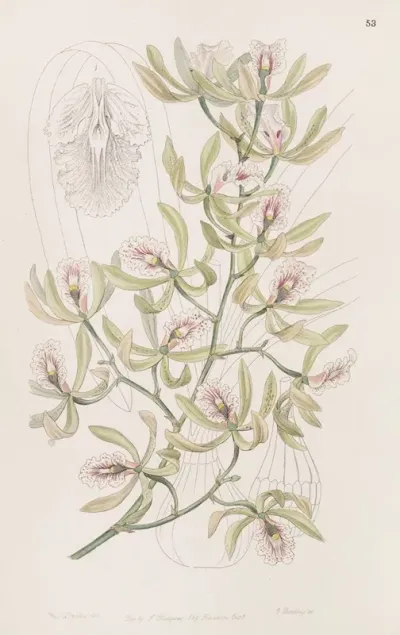 Winged Epidendrum