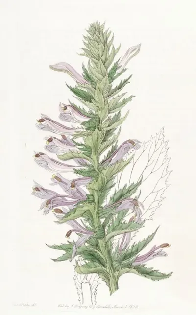 Winged Stemmed Lobelia