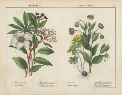 Winter Flowers