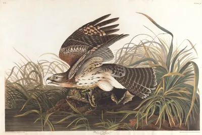 Winter Hawk