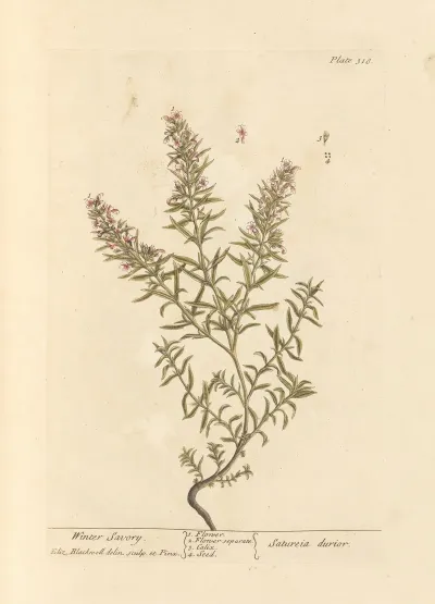 Winter Savory