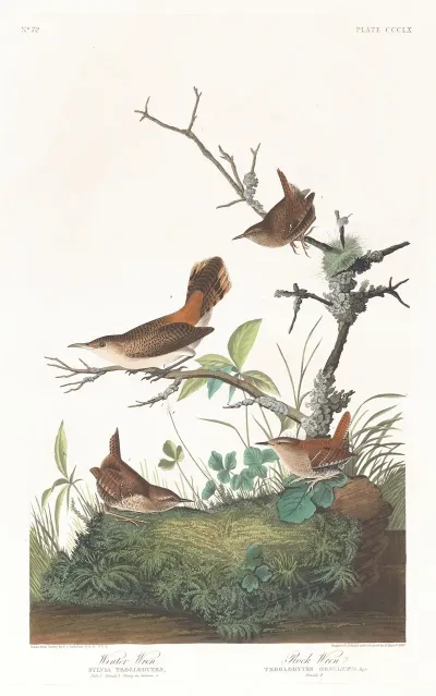 Winter Wren 2