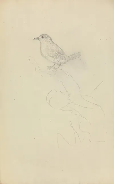 Winter Wren