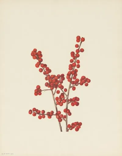 Winterberry Ilex Verticillata 3