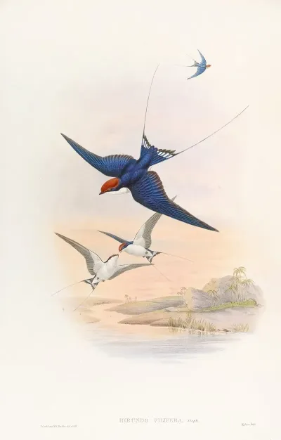 Wire Tailed Swallow