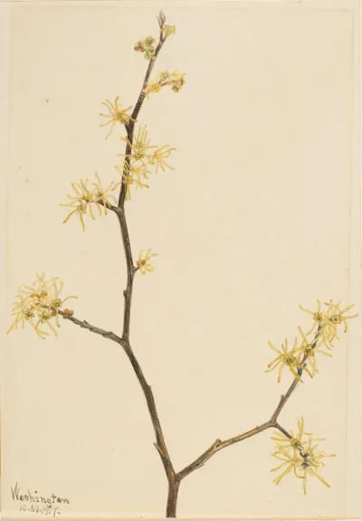 Witch Hazel Hamamelis Virginiana 3