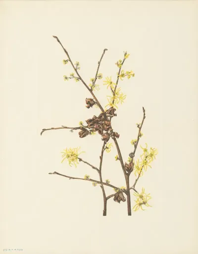 Witch Hazel Hamamelis Virginiana 4