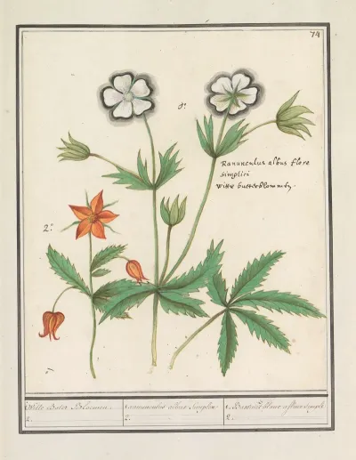 Witte Boterbloem Ranunculus En Een Onbekende Bloem 1 Witte Boter Bloemen 2 1 Ranunculus Albus Simplex