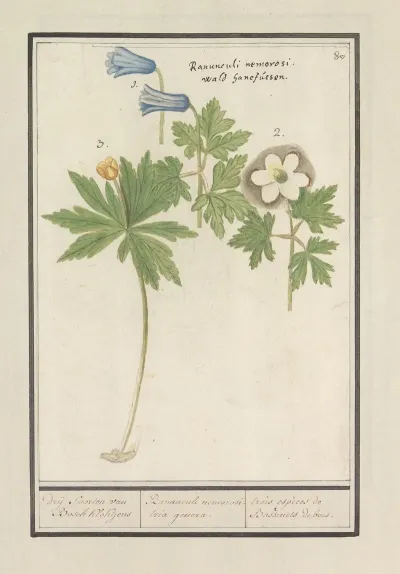 Witte En Blauwe Bosanemoon Anemone Nemorosa Drij Soorten Van Bosch Klokjens Ranunculi Nemorosi Tria Genera