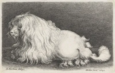 Witte Hond