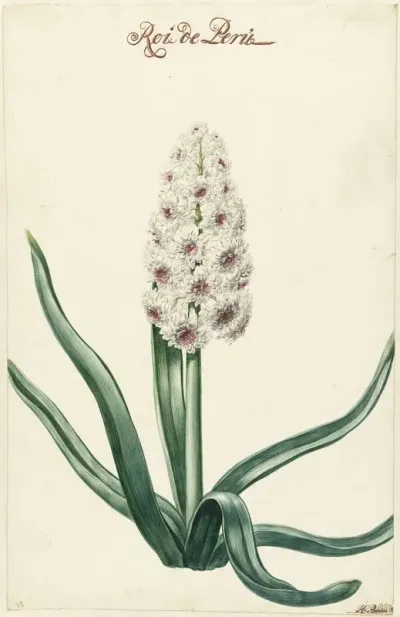 Witte Hyacint
