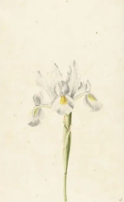 Witte Iris