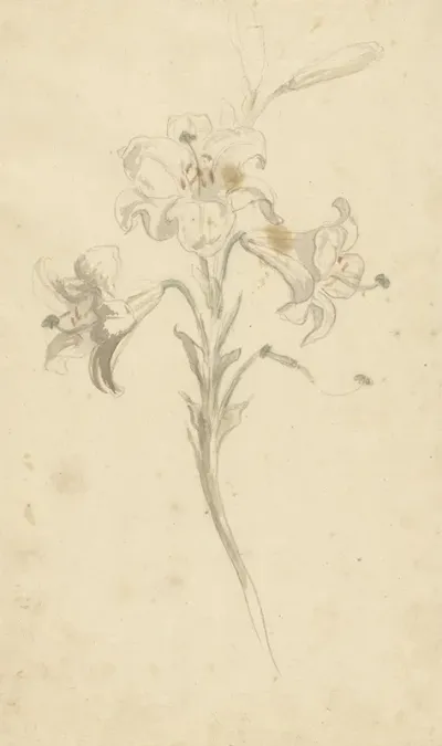 Witte Lelie