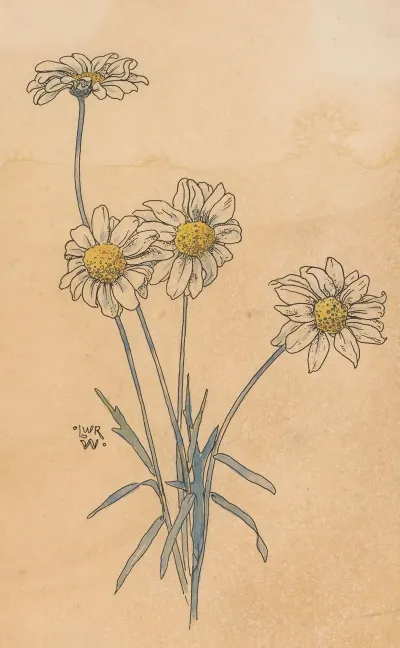 Witte Margrieten 2