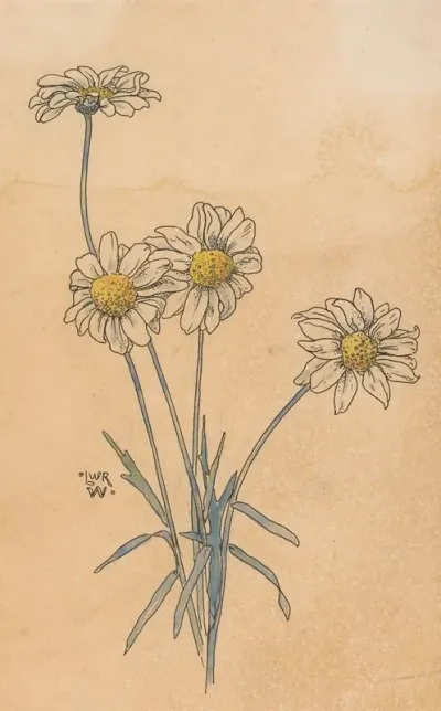 Witte Margrieten
