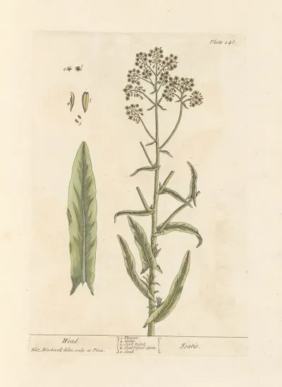 Woad