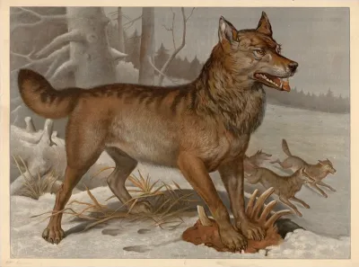 Wolf 3