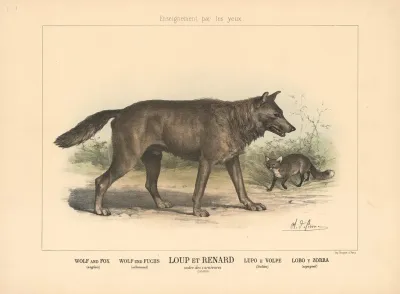 Wolf And Fox