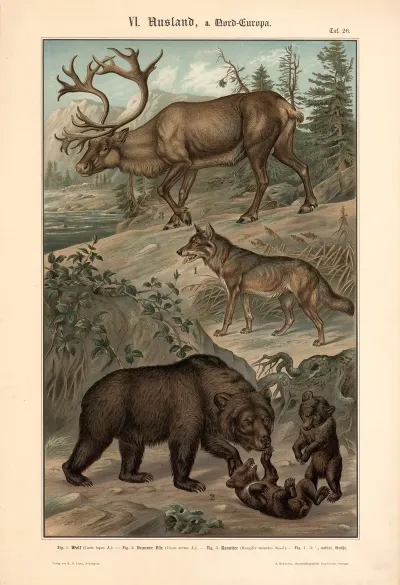 Wolf Brown Bear And Reindeer