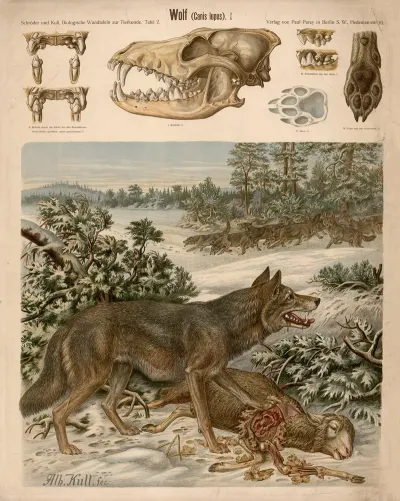 Wolf Canis Lupus