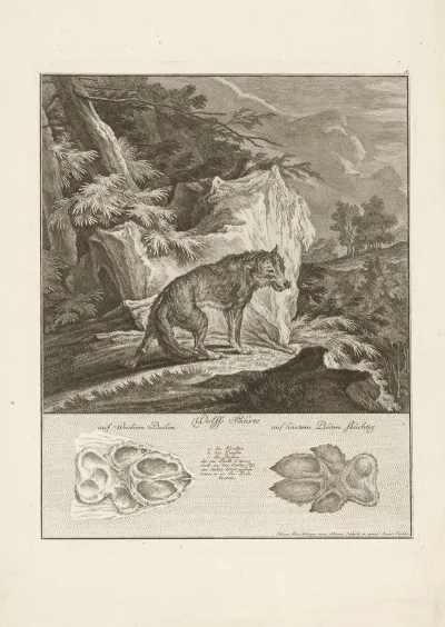 Wolf With Tracks