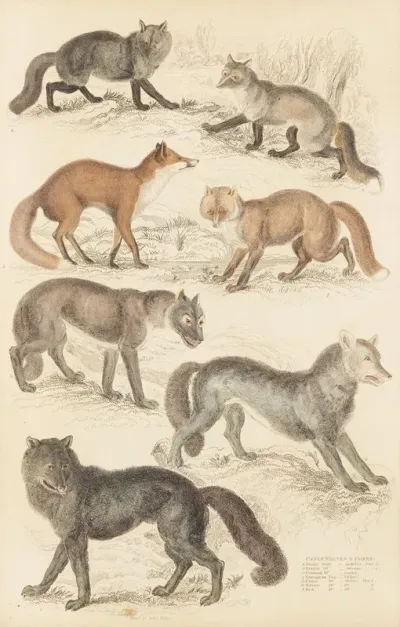 Wolves Foxes