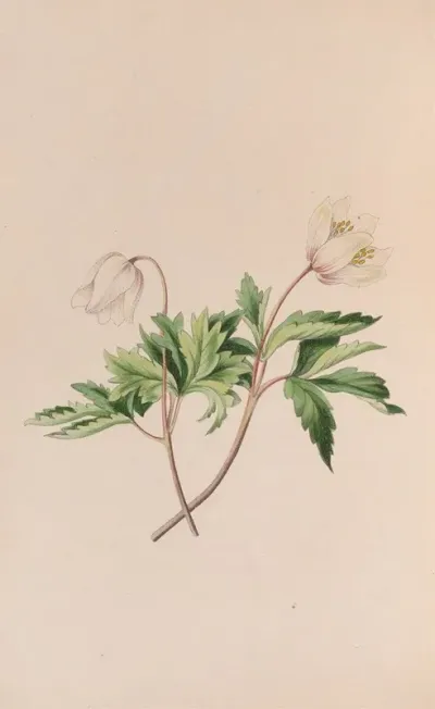 Wood Anemone
