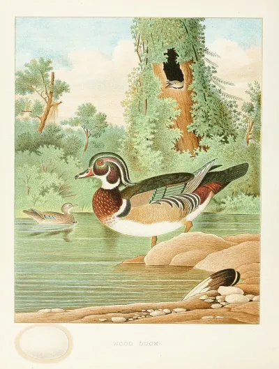 Wood Duck