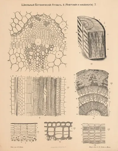 Wood From Trees Annual Rings