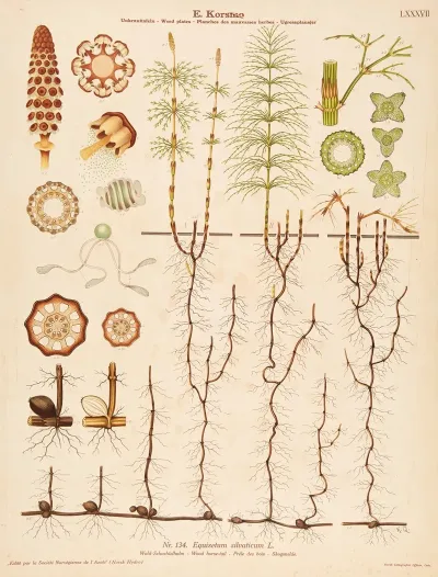 Wood Horse Tail