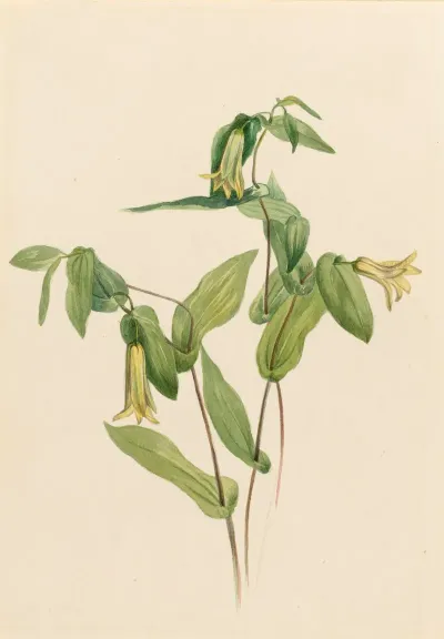 Wood Merrybells Uvularia Perfoliata 2
