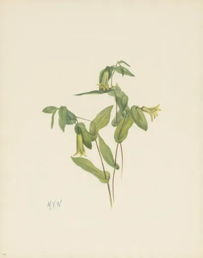 Wood Merrybells Uvularia Perfoliata 3
