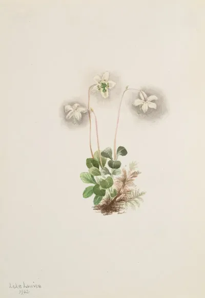Wood Nymph Moneses Uniflora 2