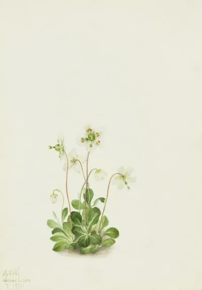 Wood Nymph Moneses Uniflora