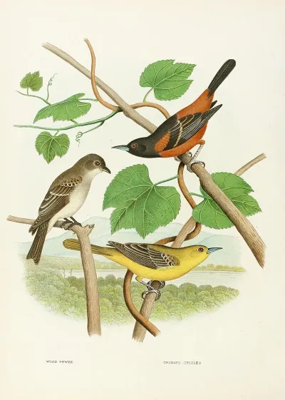 Wood Pewee Orchard Oriole