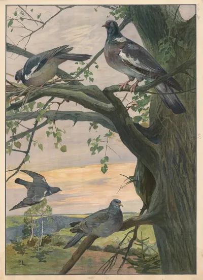 Wood Pigeons