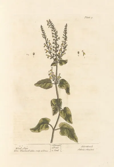 Wood Sage